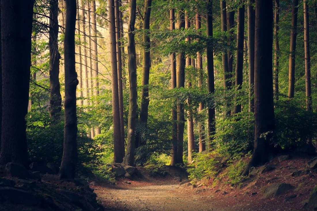 Araucarias de la Reserva Nacional Malalcahuello-Nalcas